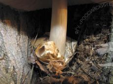 Volvariella-bombycina_вольва